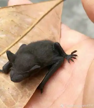 博物杂志 捡到只蝙蝠幼崽,怎么处理啊?