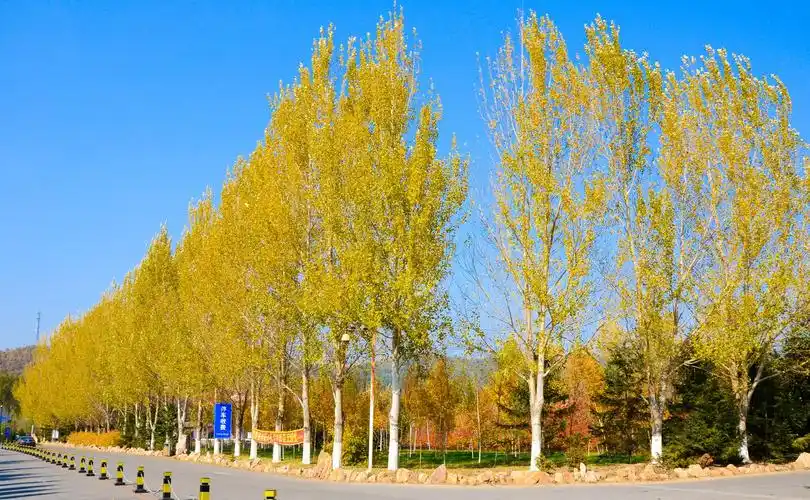 【我是达人】本溪深秋,五彩斑斓的童话世界!