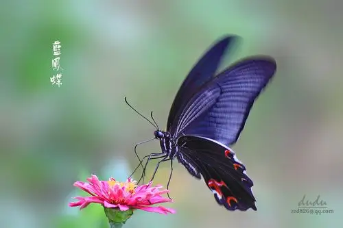 蓝凤蝶