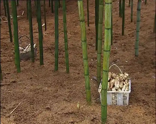 乡村振兴看临安二雷竹产业助力乡村振兴