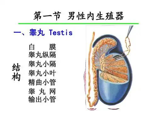 医学生学习网课件 第一节 男性内生殖器 一,睾丸 testis 白 膜 睾丸