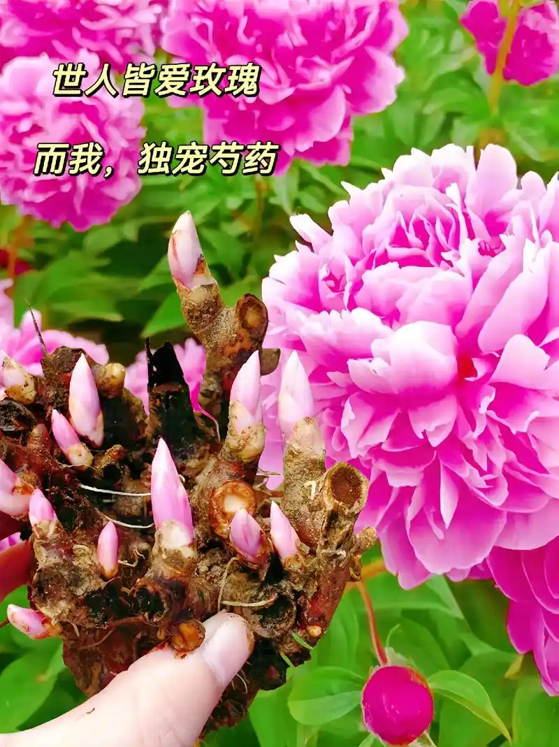 人间富贵～芍药花