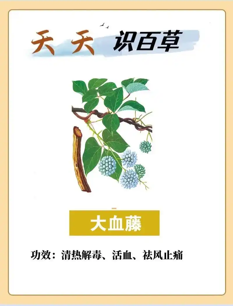 每天认识一味中草药-大血藤.中文名:大血藤 别名:血藤,红皮 - 抖音