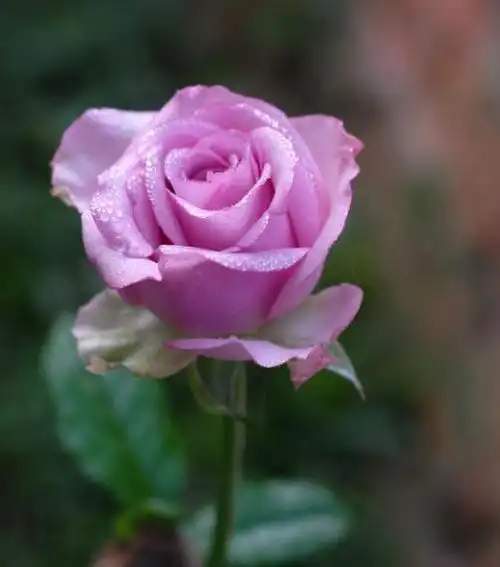 最漂亮的月季花,香气浓郁,姿色多样,四时常开,欣赏价值极高