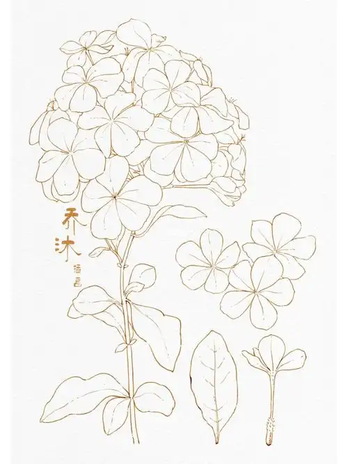 水彩插画花卉图鉴蓝雪花带线稿