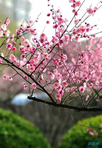 梅花(环境画意篇)(17-55加小钢炮拍摄)