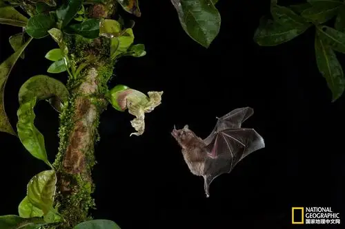 真实的蝙蝠是这样的