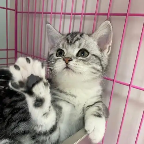 重庆美短幼猫蹲新家新手到底养英短还美短