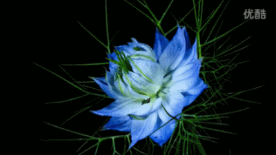 400_225gif 动态图 动图