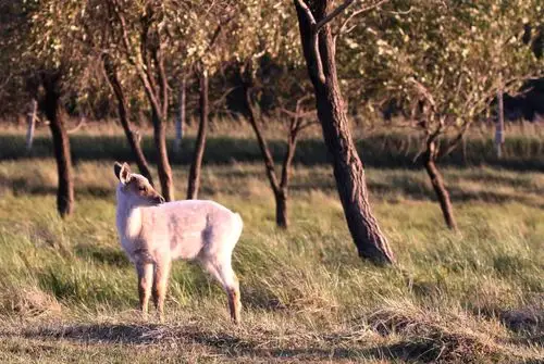 白鹿出世是大吉之兆,此话不知是否真实,但白色的梅花鹿确实少见.
