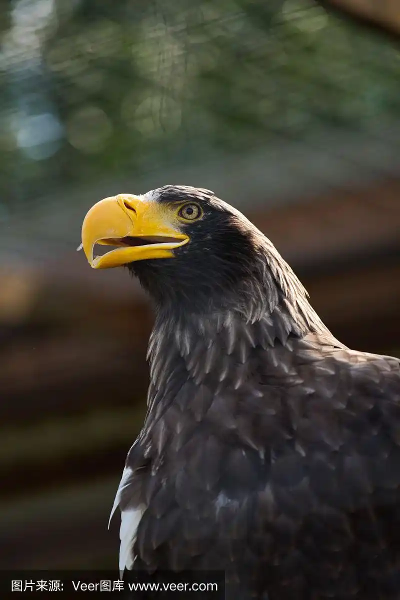 黄色,巨大的,鹰,喙,野生动物