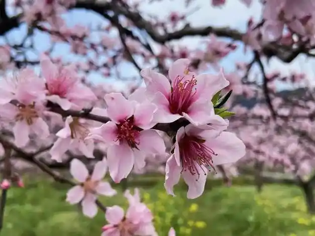 炎陵桃花开了!4条赏花路线推荐给你|桃园|踏春|桃花节_网易订阅