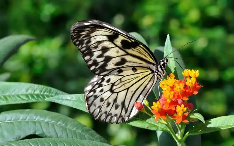 高清晰采花蜜的黑蝴蝶壁纸