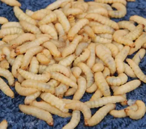 哪里可以买到大蜡螟?