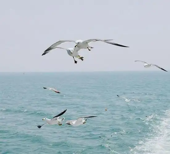 摄影欣赏海鸥与大海