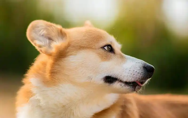 可爱的柯基犬,高清图片,电脑桌面-壁纸族