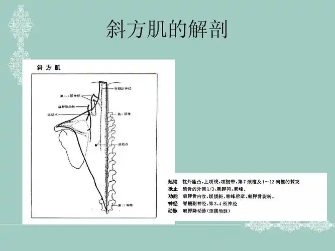 斜方肌的解剖
