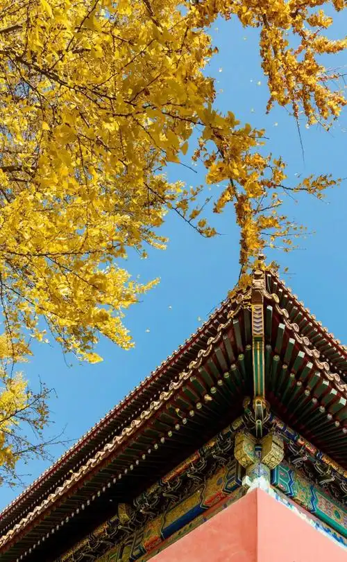 故宫银杏绝美秋景,图片大全,高清,图库-回车桌面