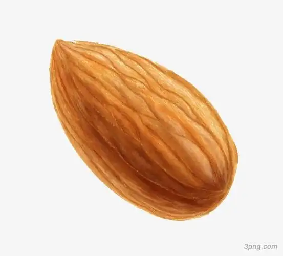 一颗杏仁png素材透明免抠图片其他元素