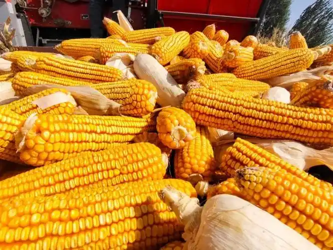 玉米收获好丰光遍地金黄粮满仓