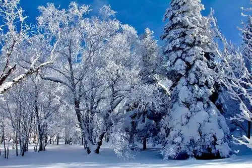 长白山雪景寒林图