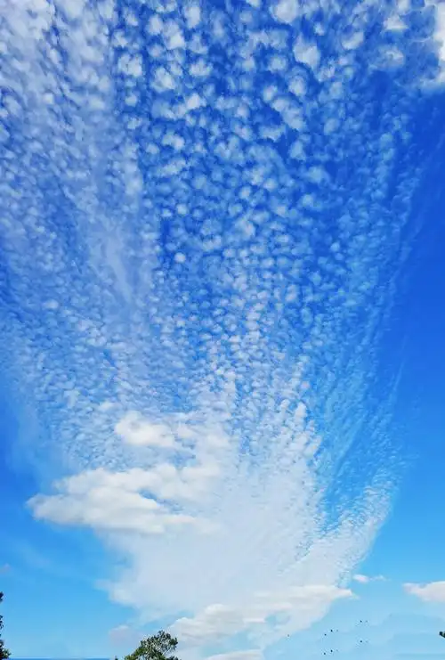 总是迷恋晴空变幻的云这一天孔雀开屏了