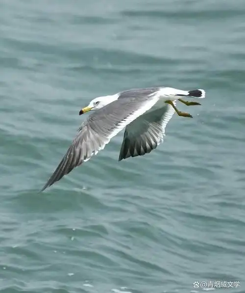 摄影欣赏海鸥与大海