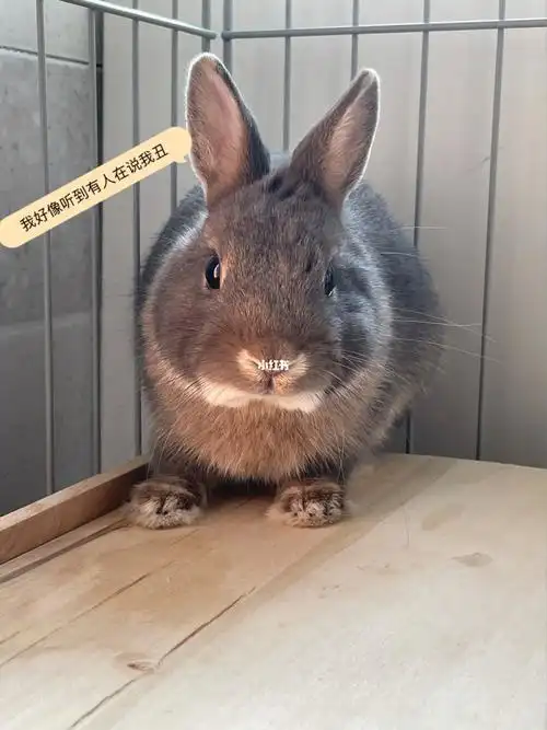 我丑吗?_兔子_布丁_宠物_我家宠物好可爱_宠物_猫