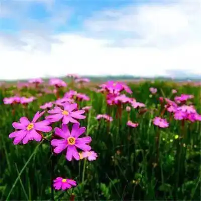 中老年头像大全大富大贵招财旺运的微信头像