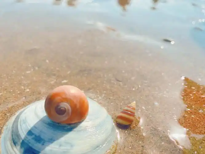 东疆港赶海拾贝