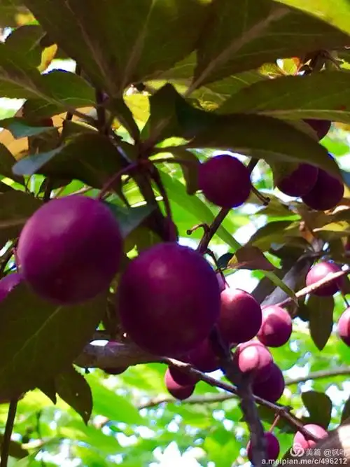 紫叶李果实累累