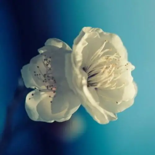 清新白杏花_好看的微信头像图片_扣扣居