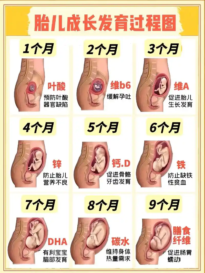 胎儿成长发育图,看看我们胎宝宝在妈妈肚肚里是怎么成长的吧!# - 抖音