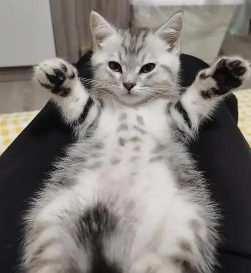 我不玻璃心_美短_串串_养猫_宠物_新手养猫_宠物_猫_晒猫