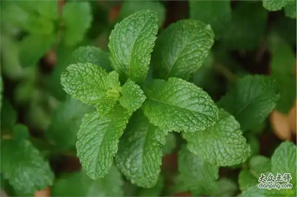 艾草,紫苏,薄荷,,,降香黄檀!
