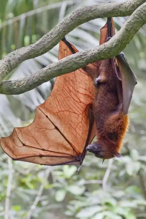 美国研究发现,吸血蝙蝠生病时会保持社交距离