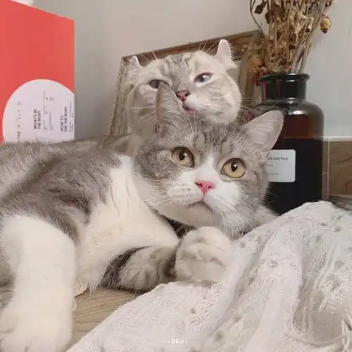 可爱猫咪情侣头像