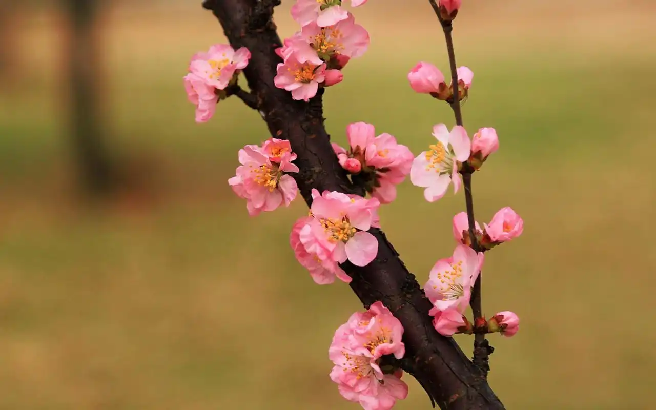小清新鲜红桃花唯美高清桌面壁纸