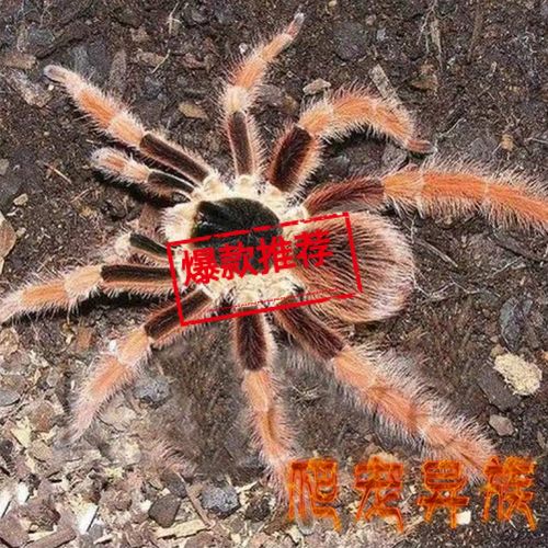 哥伦比亚红脚蜘蛛mr红色系经典僵尸蜘蛛长腿颜色艳丽大型地栖蜘蛛