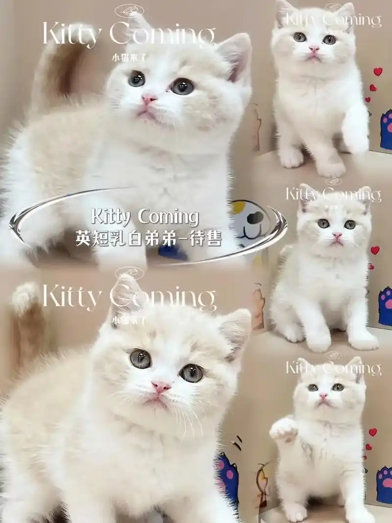 小猫来了英国短毛猫乳白色