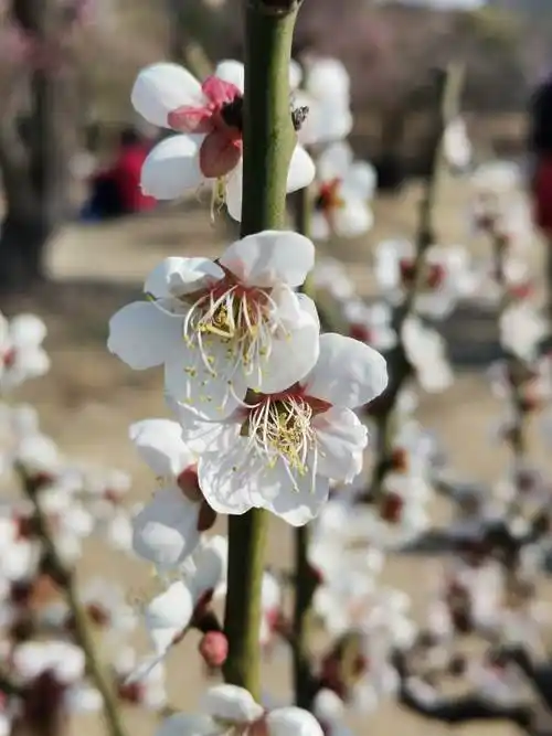 玉蝶梅花没太阳晒也是会香的玉蝶梅花,正式名称三轮玉蝶梅三轮玉蝶梅