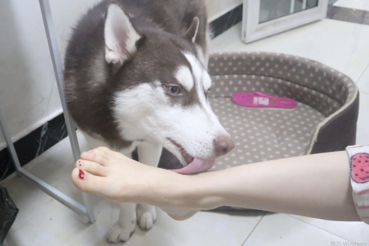 哈士奇只舔女主人的脚对男主人的脚不屑一顾这是为什么