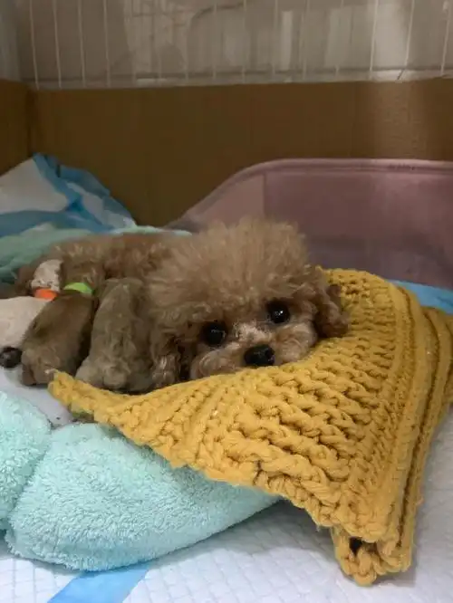 狗狗怀孕63天,分享生产经验.白色羊水泡?