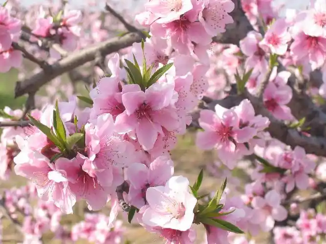 南汇桃花 资料图