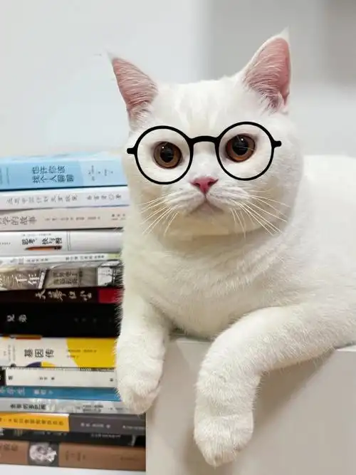 已经不想和读书少的小猫讲话了