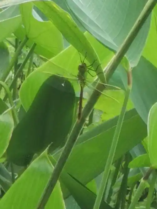 漂亮的绿色大蜻蜓-碧伟蜓东亚亚种anax parthenope julius_腹部_物种