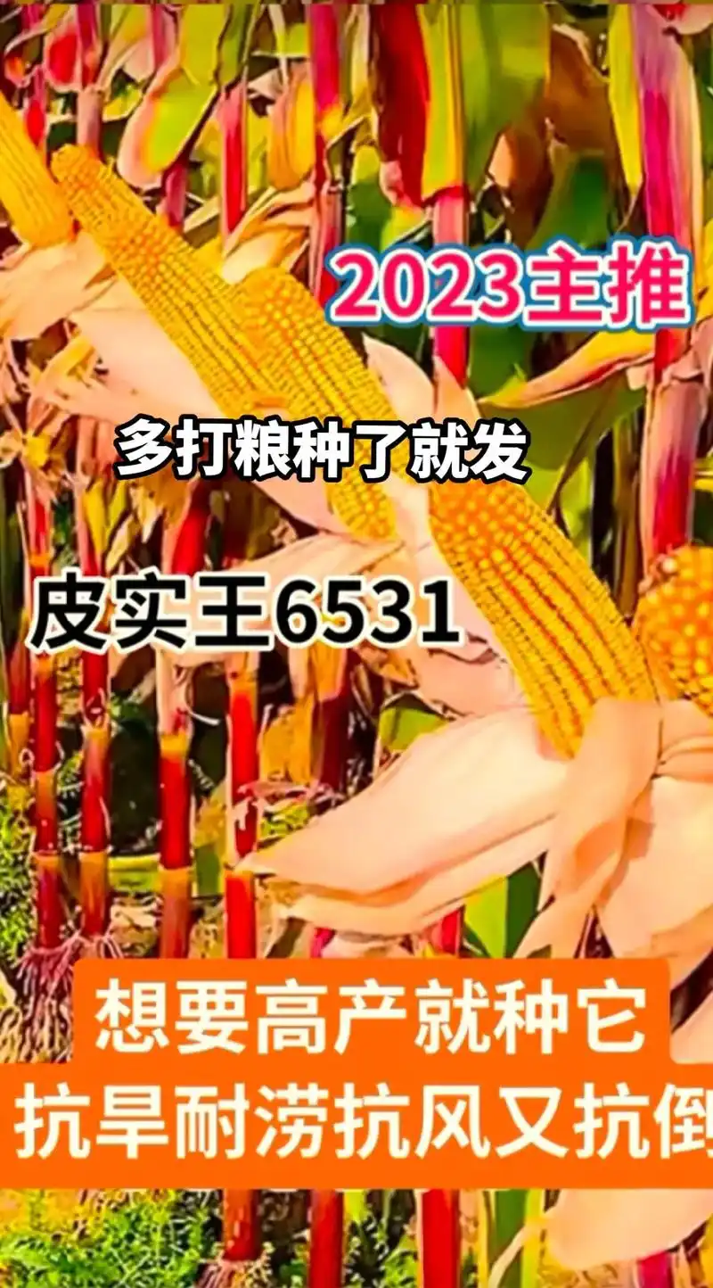 最新国审高产玉米种子 #紫根紫杆高产大棒 #抗倒先锋抗旱之 - 抖音
