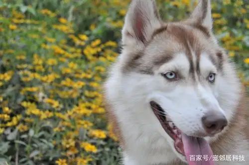 家有"二哈"初长成,吃会吃喝傻不愣登,想要它看家护院--做梦!