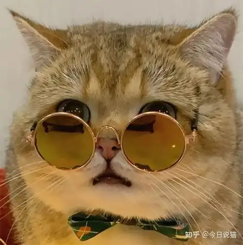 为啥知乎有那么多人都喜欢用猫咪的头像