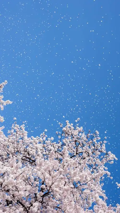 星空樱花手机壁纸